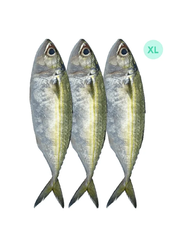 IKAN MABONG XL (+/-1KG)