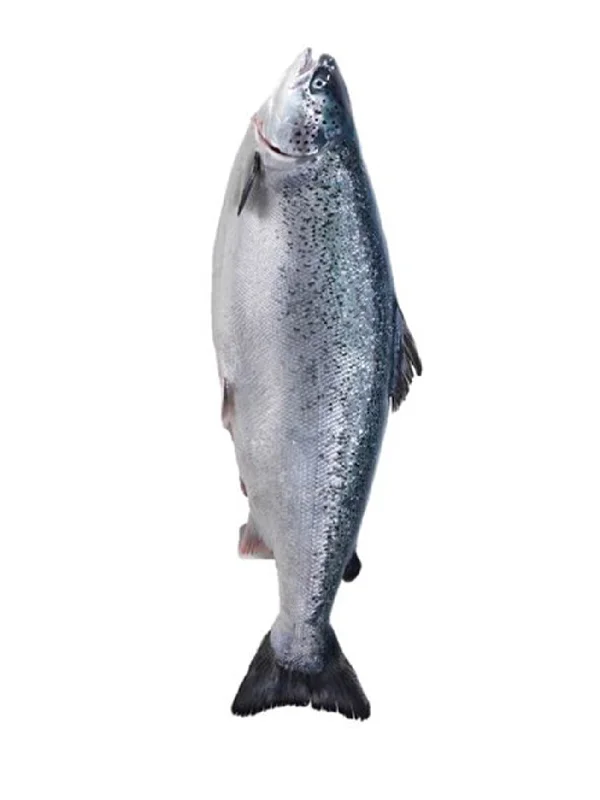 FRESH NORWEGIAN ATLANTIC WHOLE SALMON (+/- 3.2KG)