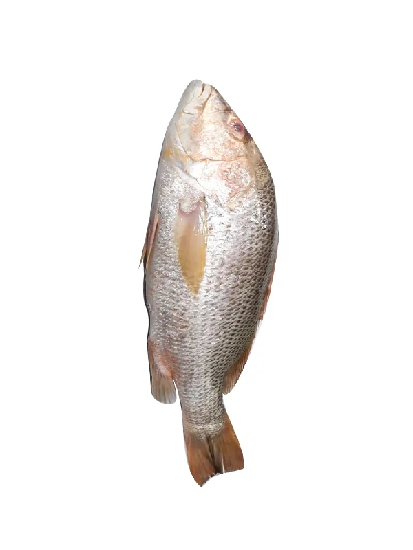 IKAN JENAHAK/JOHN SNAPPER WHOLE XL (+/- 1KG)