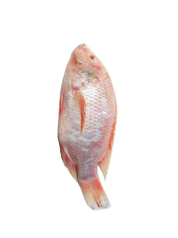 IKAN TILAPIA MERAH/RED TELAPIA XL +/-1KG