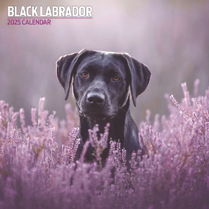 Black Labrador Traditional Wall Calendar 2025