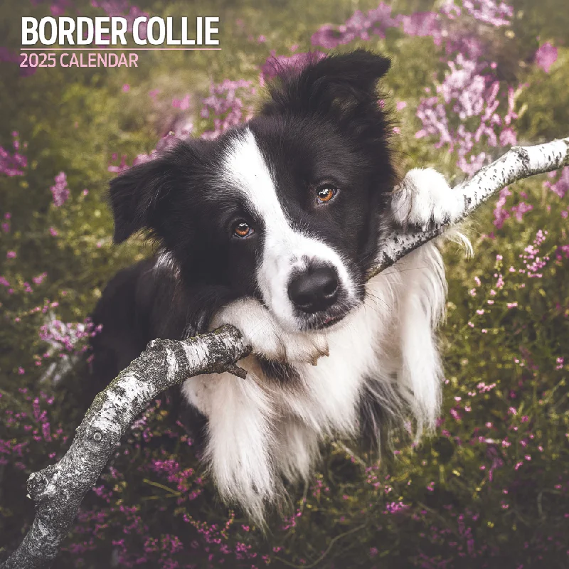 Border Collie Traditional Wall Calendar 2025