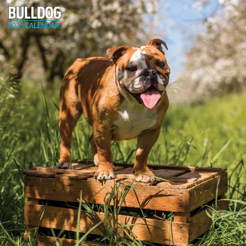 Bulldog Traditional Wall Calendar 2025